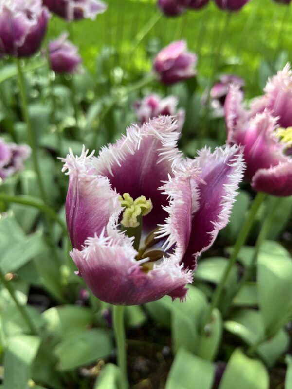 Keukenhof a skanzen Zaanse Schans - Image 3