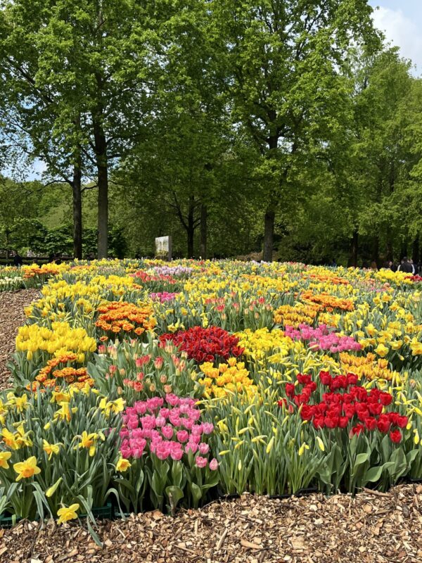 Keukenhof a skanzen Zaanse Schans - Image 2